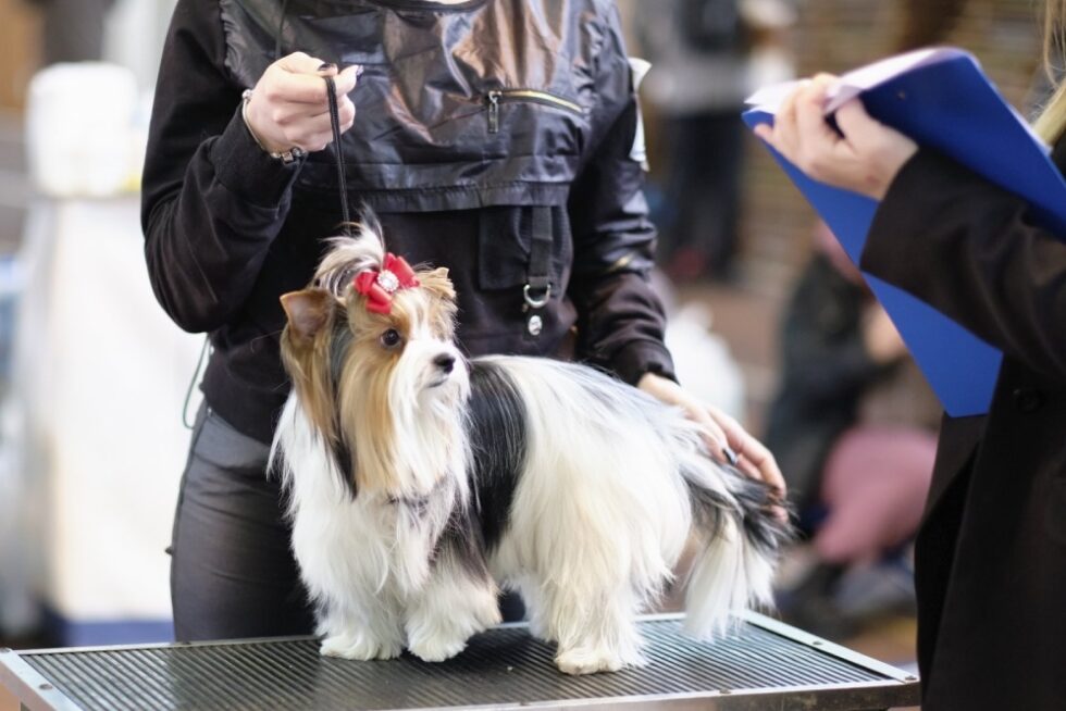 Pet Boarding In Columbus, GA 31904 2nd Avenue Animal Hospital