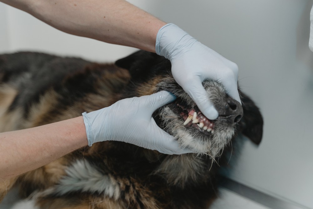 Pet Dental Service Image