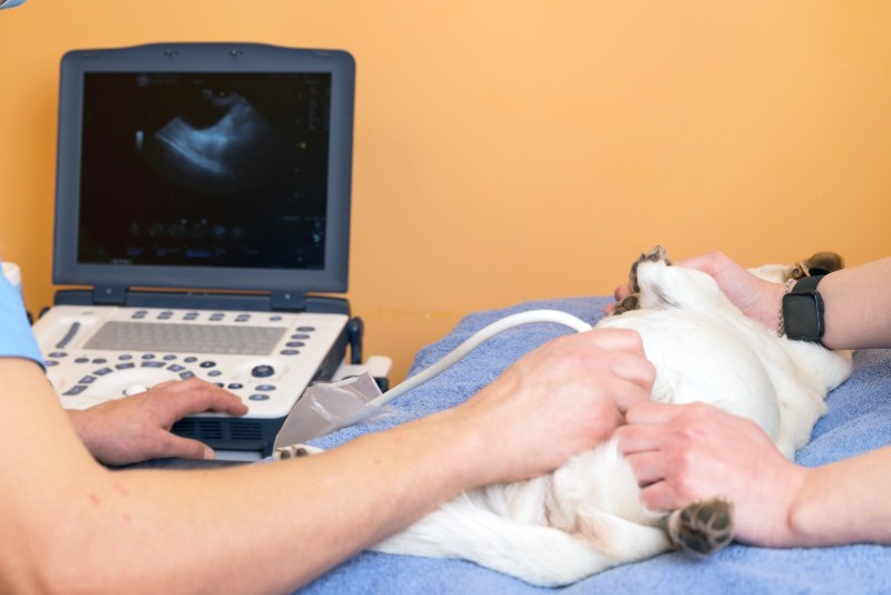 Pet Digital Radiology Service Image