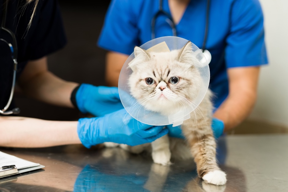 Pet General Surgery Page Banner