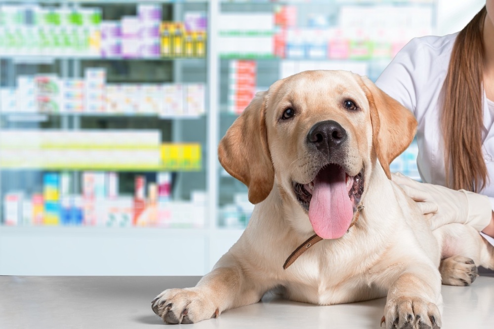 Pet Online Pharmacy Page Banner