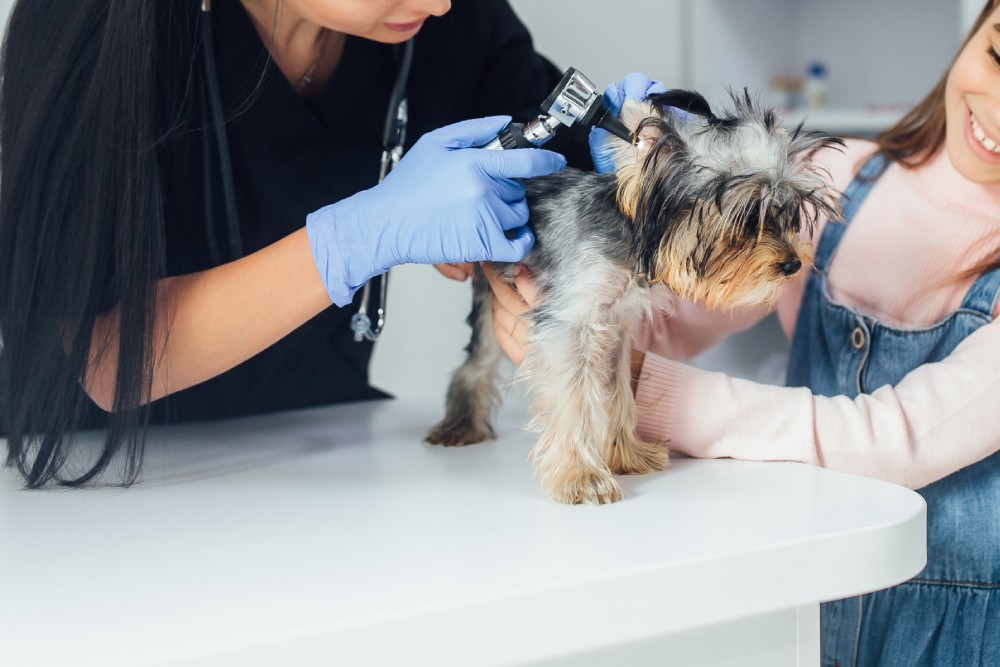 Pet Examination Service Image