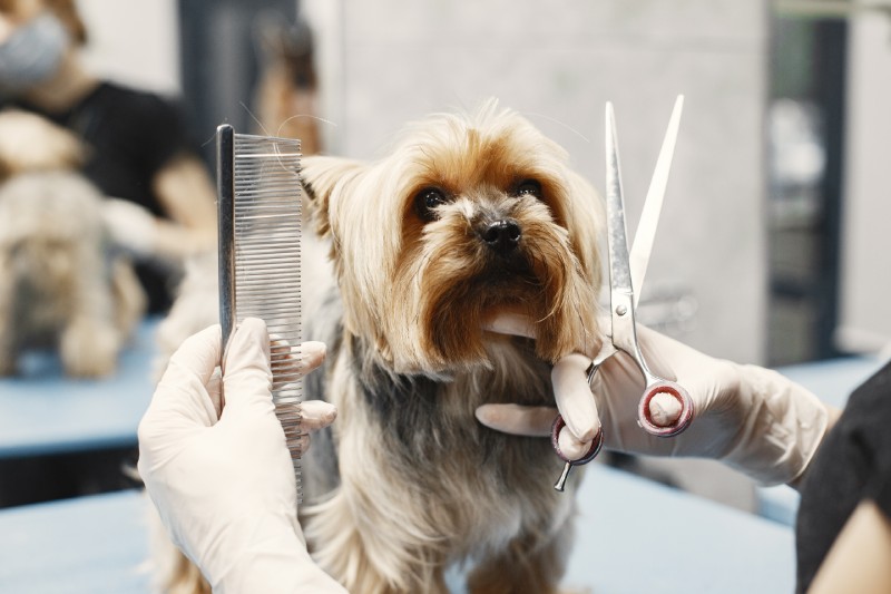 Carlos providing x-ray for canine patient