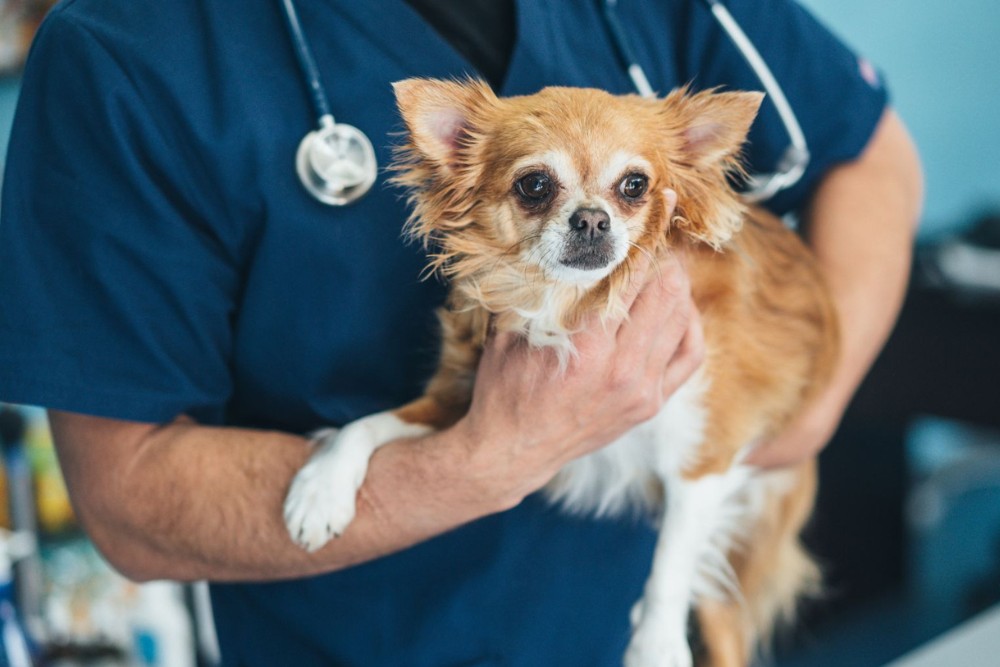 Pet Vaccine Service Image