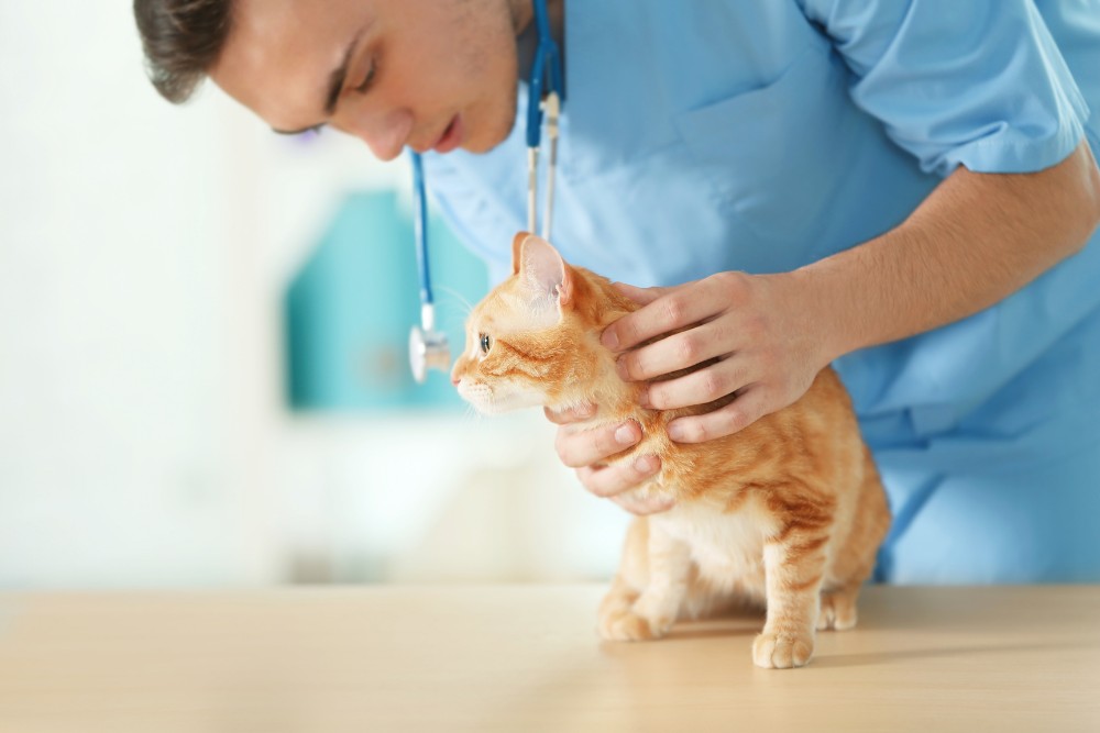 Pet Elective Surgery Service Image