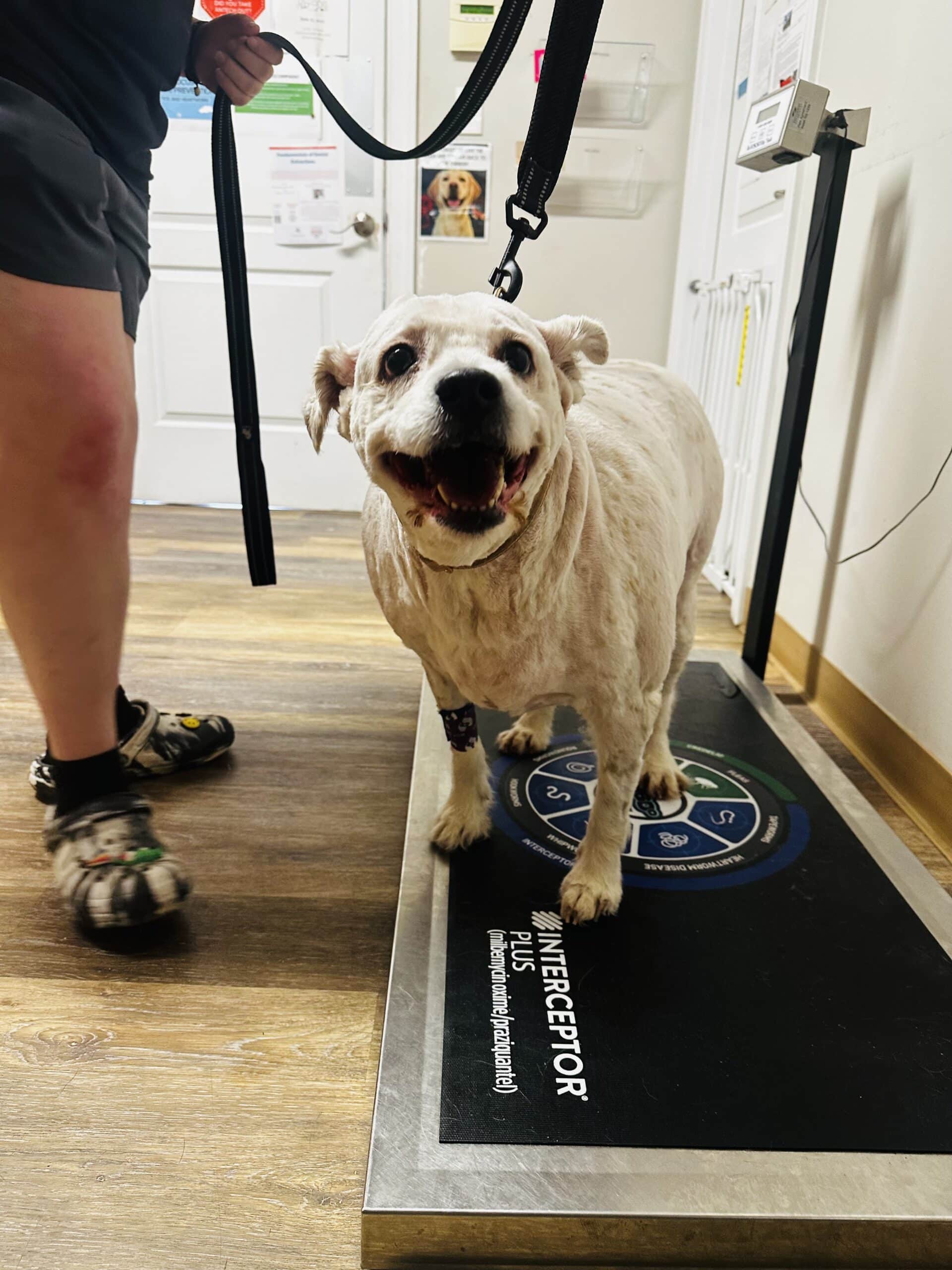 IMG_3648 A dog stands on a scale in a room