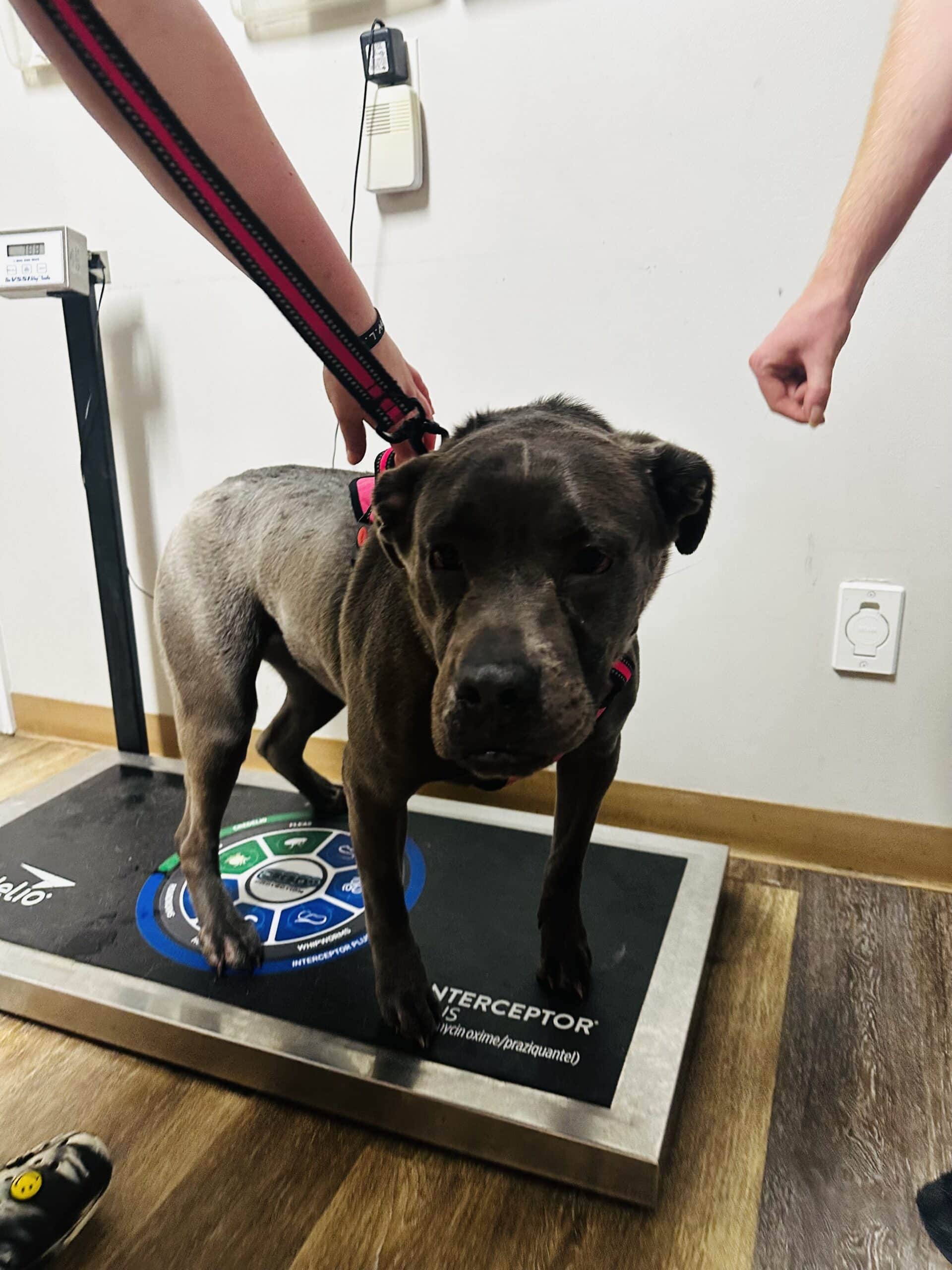 IMG_3658 A dog stands on a scale in a room