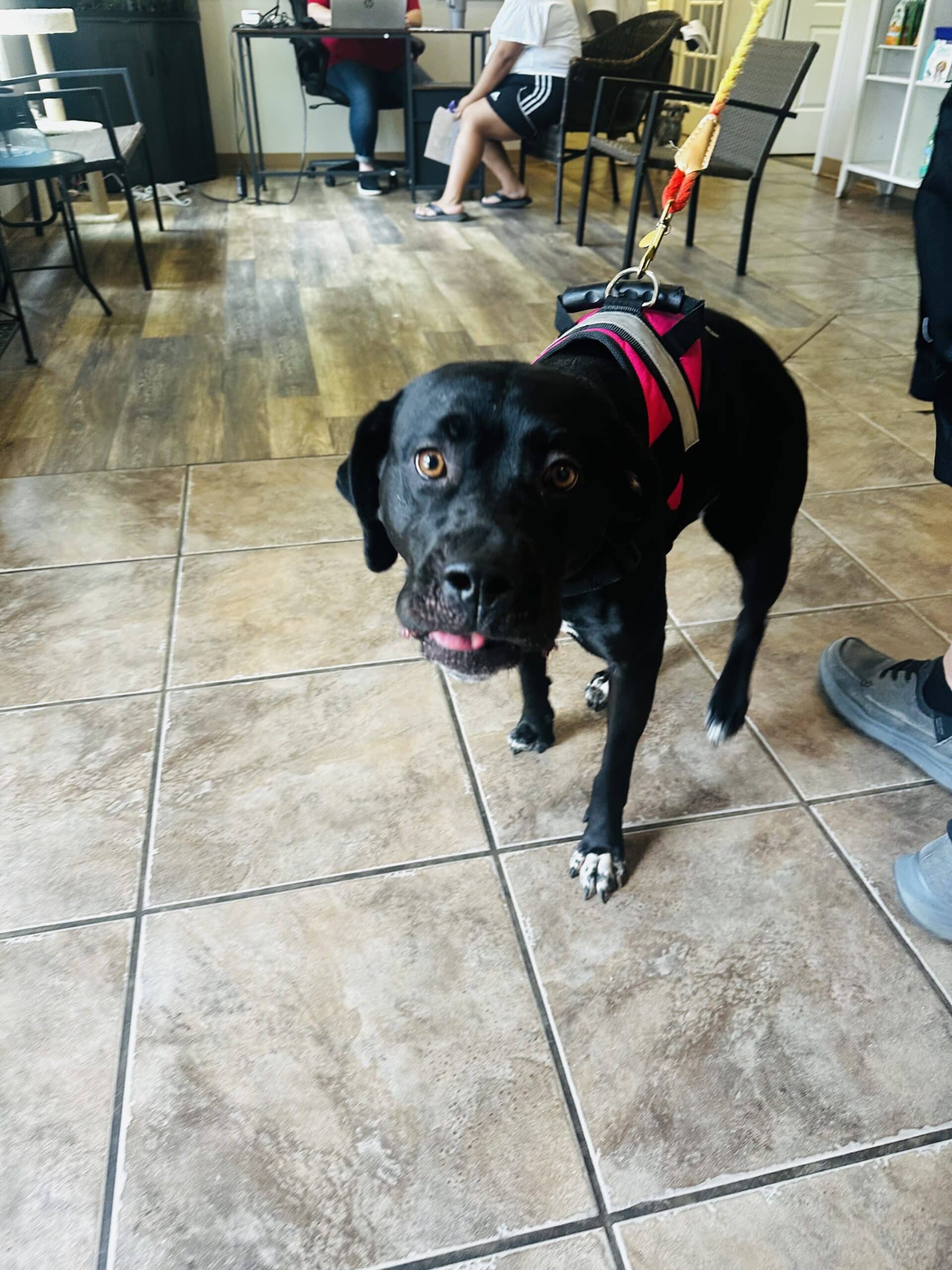 IMG_3659 A black dog in a harness stands on a tiled floor