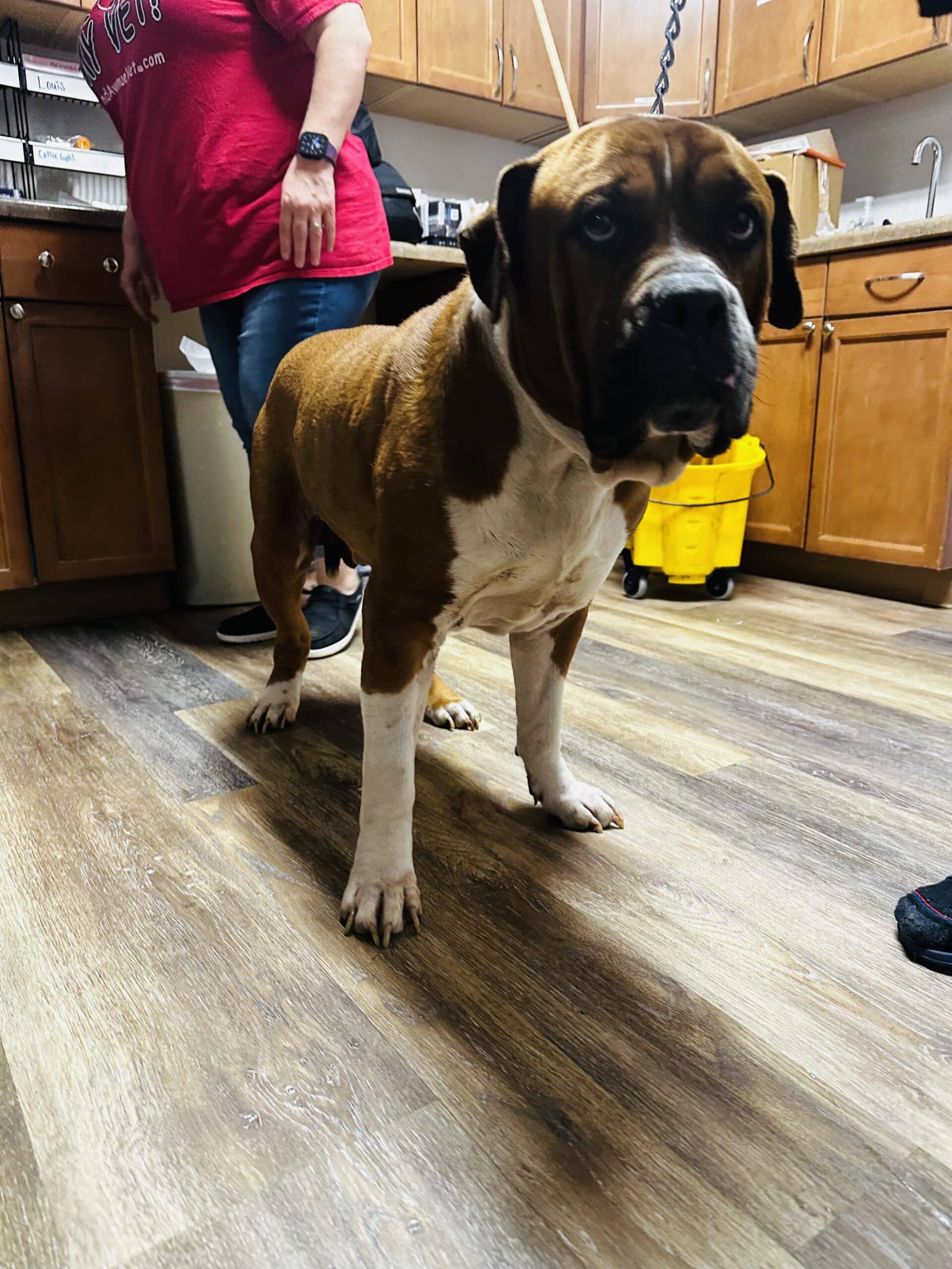 IMG_3668 A dog stands on a wooden floor
