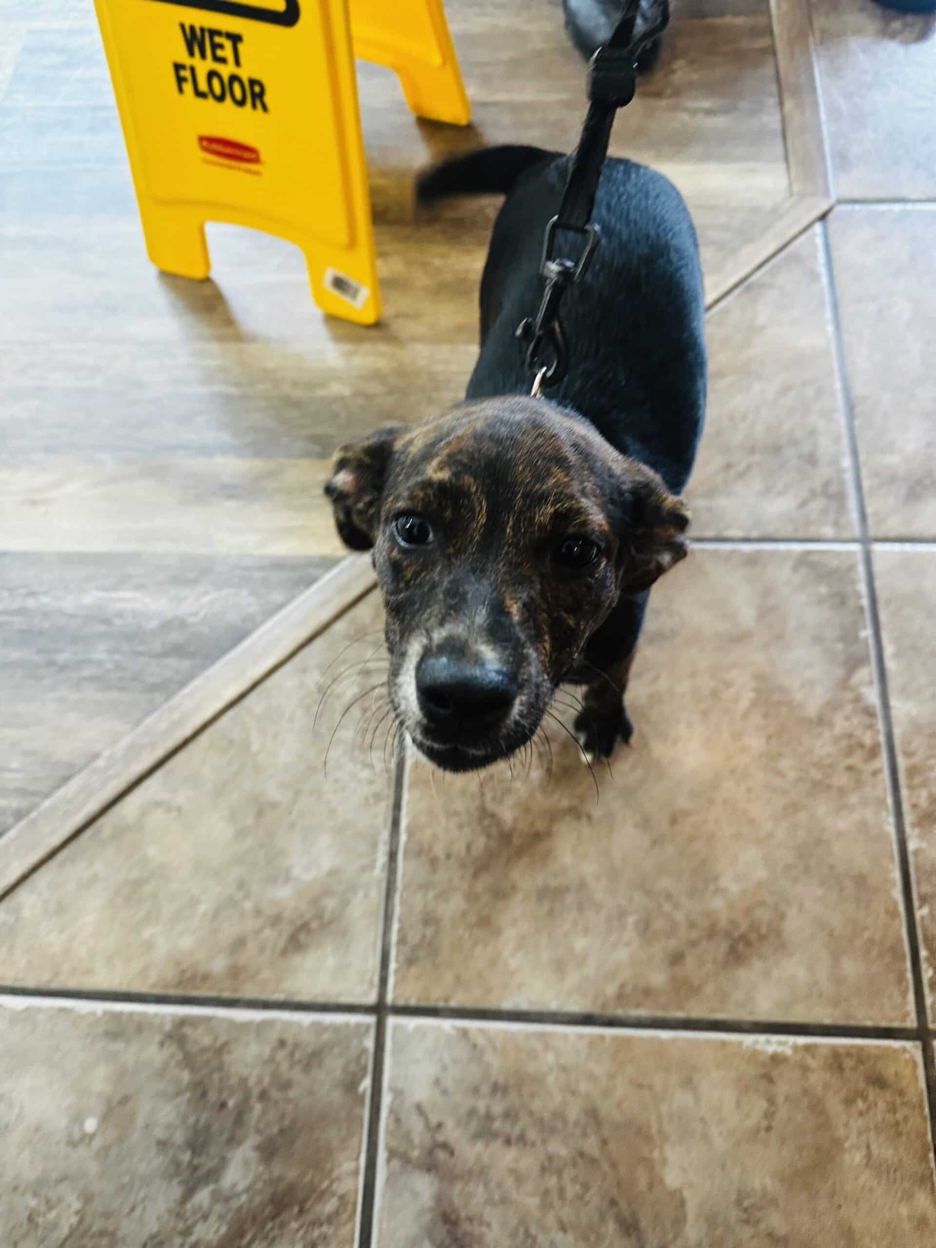 IMG_3670 A dog standing on a tiled floor